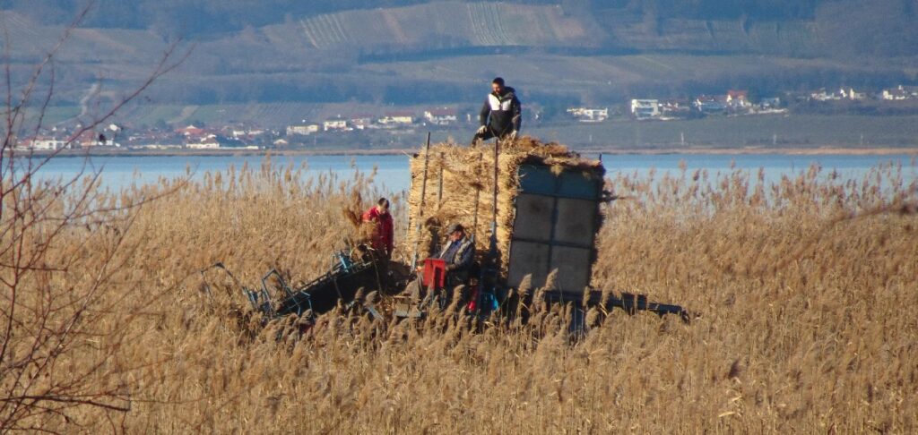 Schilfschneideden um Verdunstung Neusiedlersee zu reduzieren