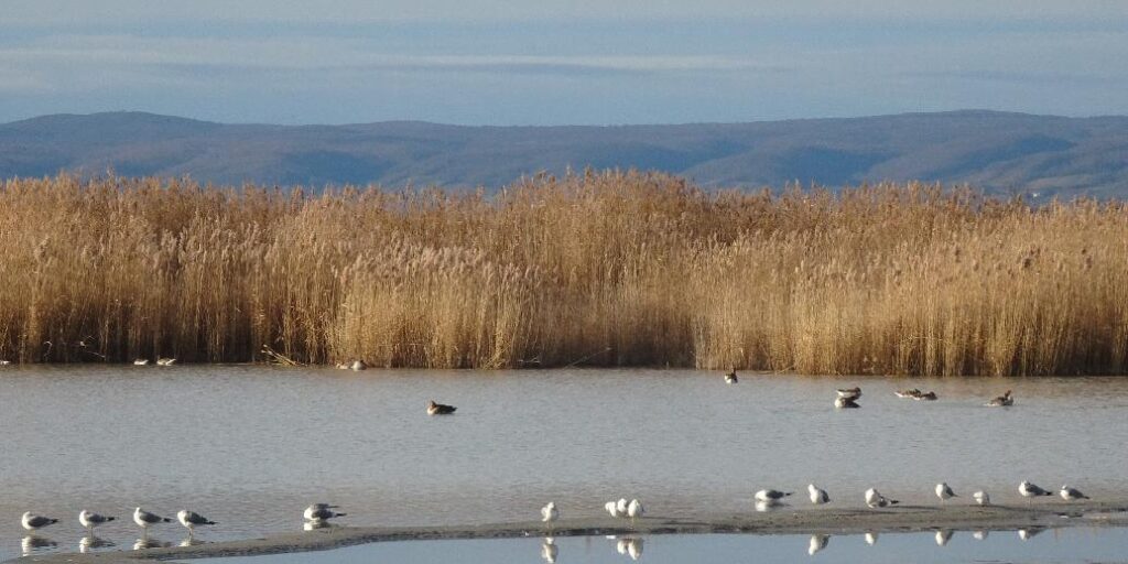 Neusiedlersee darf nicht austrocknen